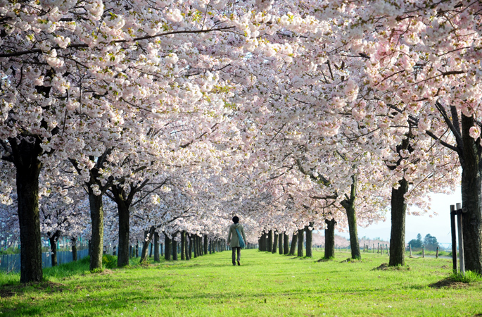 小布施町 桜 Blog ハラヒロシのブログ