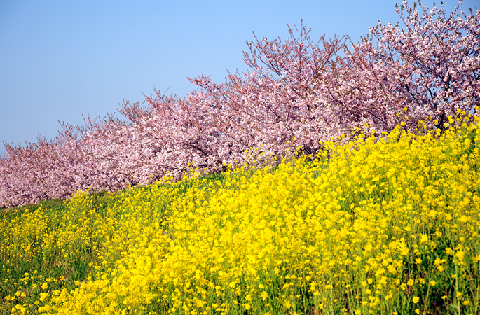 小布施町 桜 Blog ハラヒロシのブログ